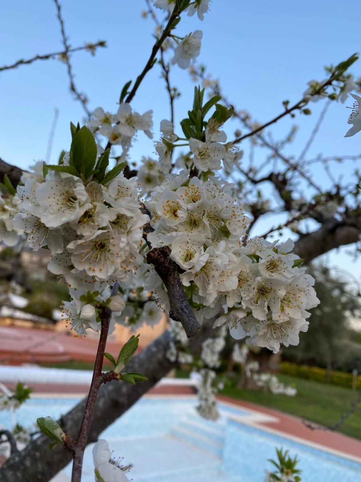B&B La Rosa 萨莱诺 外观 照片